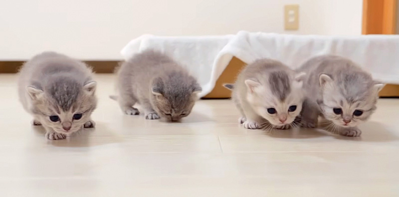 部屋の中を散歩する子猫達