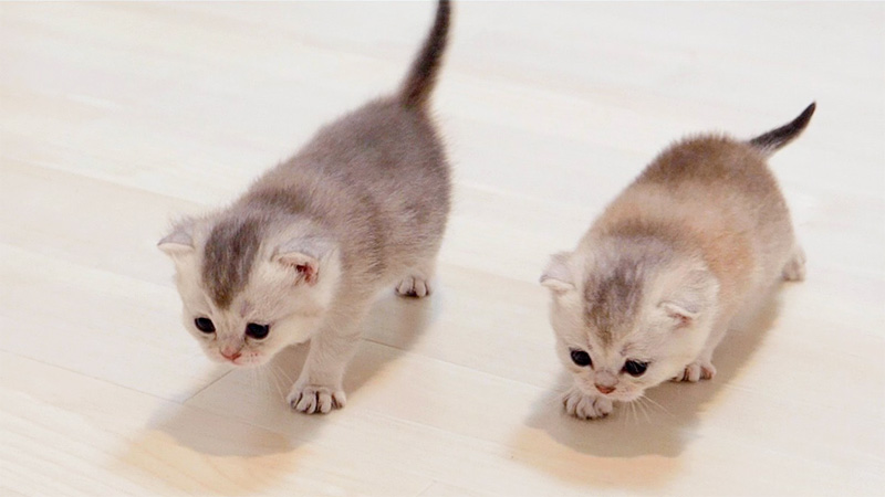 全力で競争する子猫達