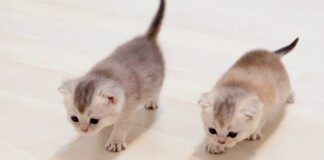 全力で競争する子猫達