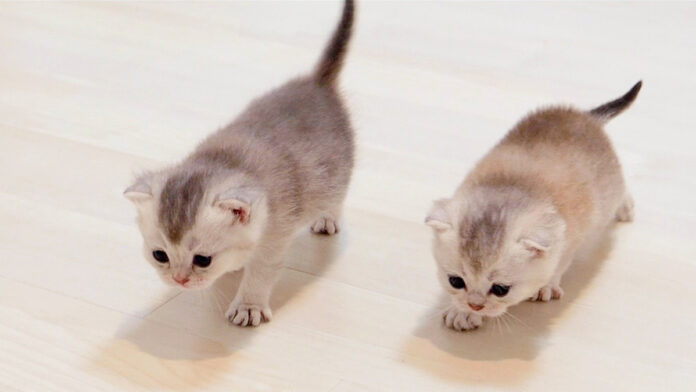 全力で競争する子猫達