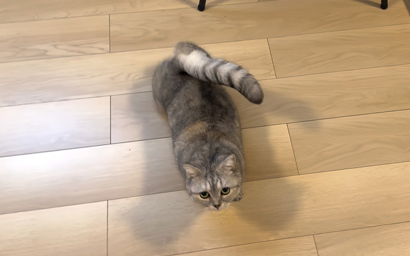 ついてくる猫