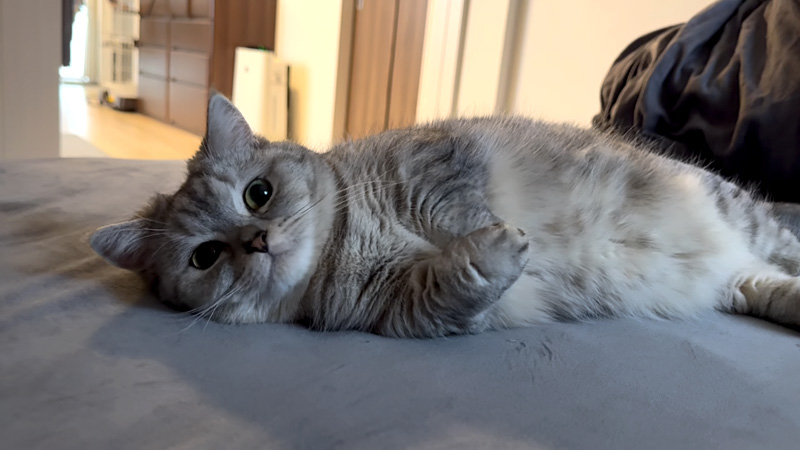 一緒に寝たかった猫