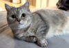 飼い主さんと一緒に二度寝がしたかった猫