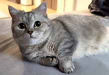 飼い主さんと一緒に二度寝がしたかった猫