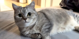 飼い主さんと一緒に二度寝がしたかった猫