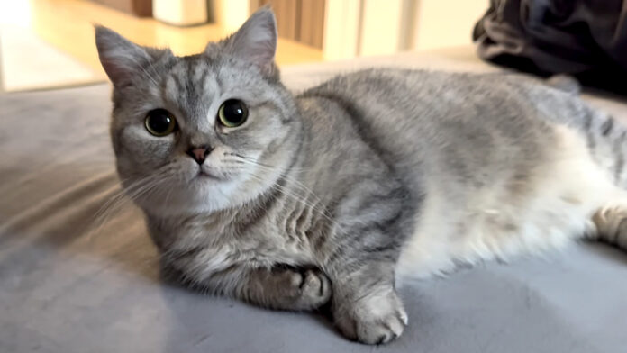 飼い主さんと一緒に二度寝がしたかった猫