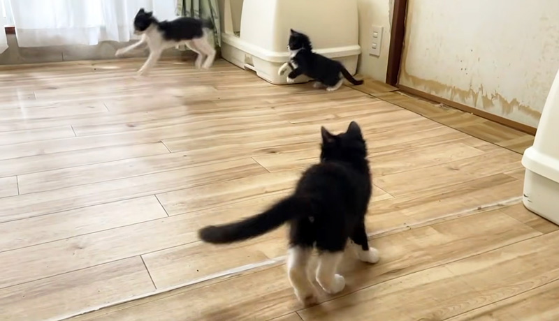 元気に駆け回る子猫達