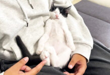 ヘソ天姿で眠る子猫