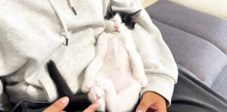 ヘソ天姿で眠る子猫