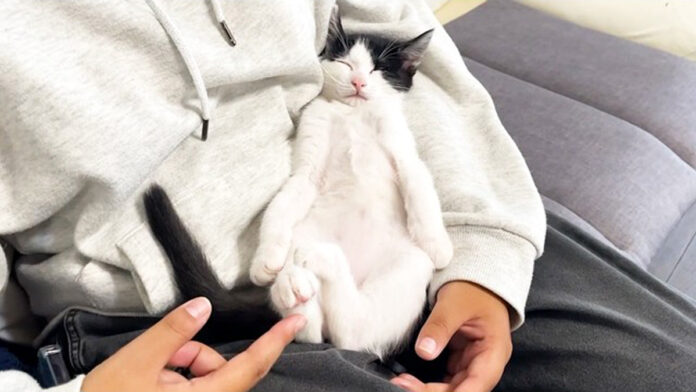 ヘソ天姿で眠る子猫