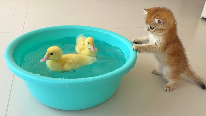 アヒルのヒナが気になる子猫