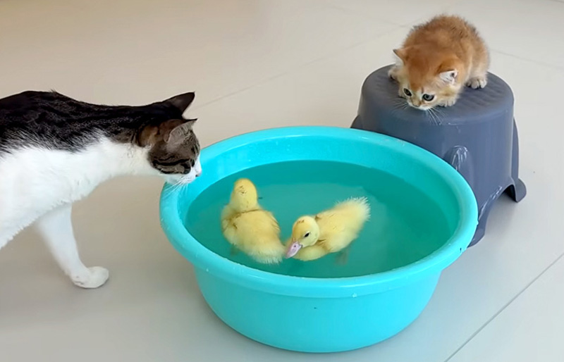 アヒルのヒナが気になる猫達