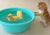 アヒルのヒナが気になる子猫