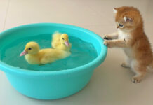 アヒルのヒナが気になる子猫