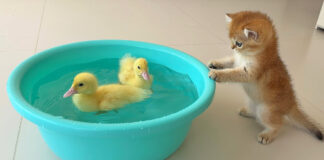 アヒルのヒナが気になる子猫