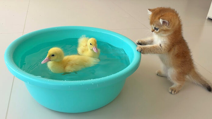 アヒルのヒナが気になる子猫