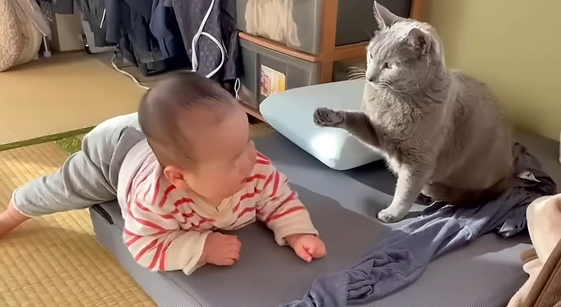 赤ちゃんに猫パンチする猫