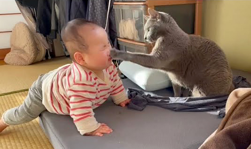 赤ちゃんに猫パンチする猫