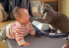 赤ちゃんに猫パンチする猫