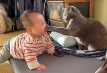 赤ちゃんに猫パンチする猫
