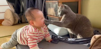 赤ちゃんに猫パンチする猫