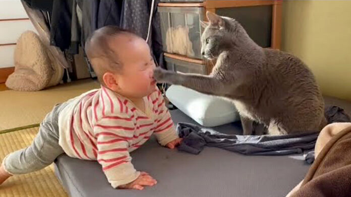 赤ちゃんに猫パンチする猫