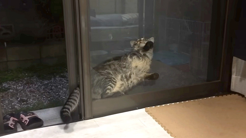 網戸に挟まった猫