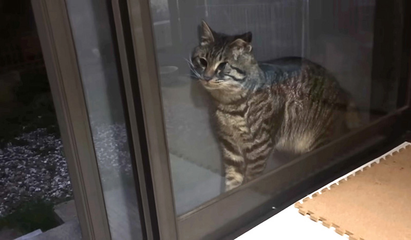 網戸に挟まった猫