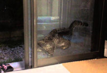 網戸に挟まった猫