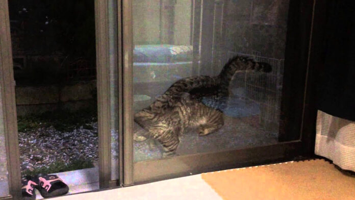 網戸に挟まった猫