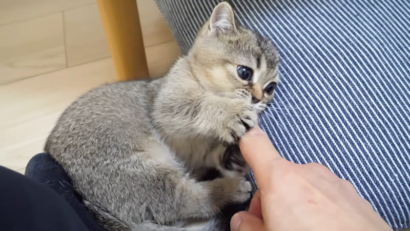 指と遊ぶ子猫