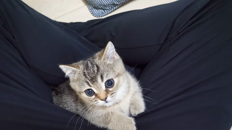 足の間にハマる子猫