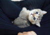 足の間にはまった子猫