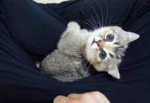 足の間にスポッとはまって、抜け出せなくなった子猫の姿にキュンとする ( *´艸`)♡ 足の間にはまった子猫