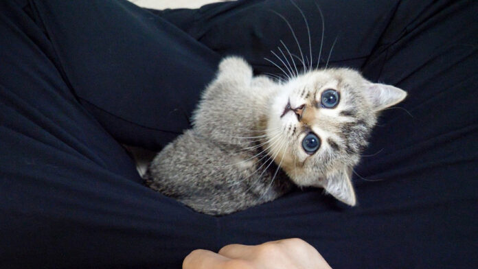 足の間にはまった子猫