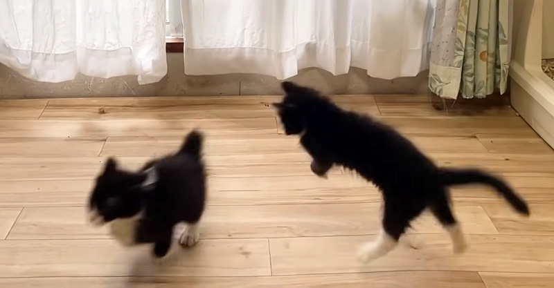 大はしゃぎする子猫達
