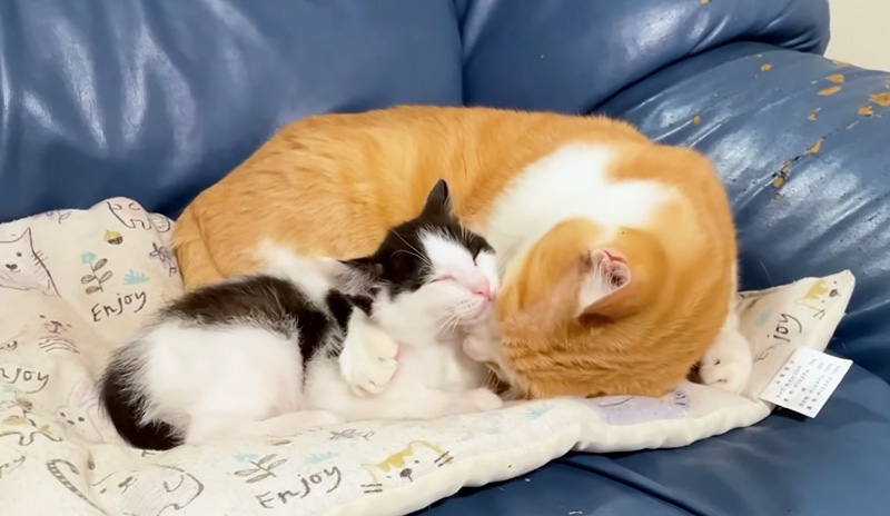 子猫を寝かしつける先住猫