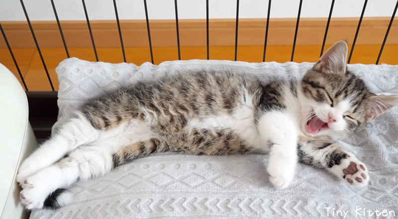 ウトウトする子猫
