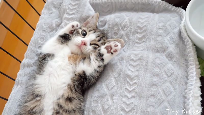 バンザイポーズで眠る子猫