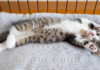 バンザイしたまま眠っちゃう子猫