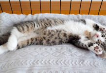 バンザイしたまま眠っちゃう子猫