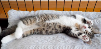 バンザイしたまま眠っちゃう子猫