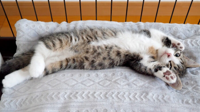 バンザイしたまま眠っちゃう子猫