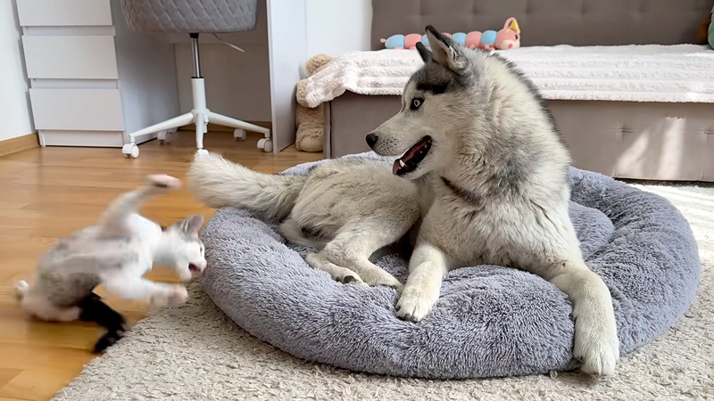 激しい子猫