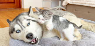 ハスキー犬のベッドに乱入する子猫