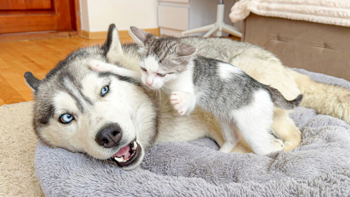 ハスキー犬のベッドに乱入する子猫