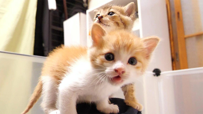 カメラに猛抗議する子猫達