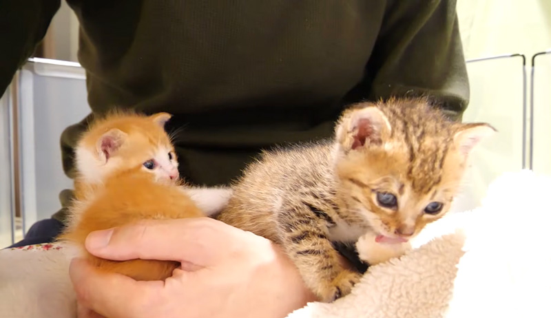 食後のお手入れをする子猫達