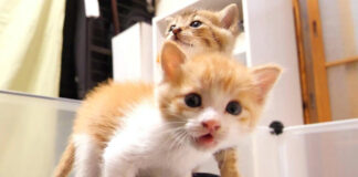 カメラに猛抗議する子猫達