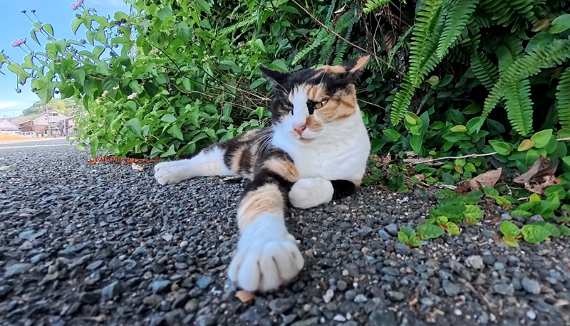 日陰でくつろいでいた猫